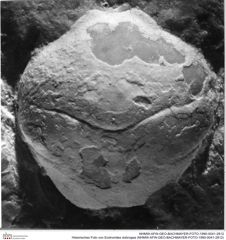 Historisches Foto von Eodromites dobrogea (NHMW-AFW-GEO-BACHMAYER-FOTO-1990-0041-2812)